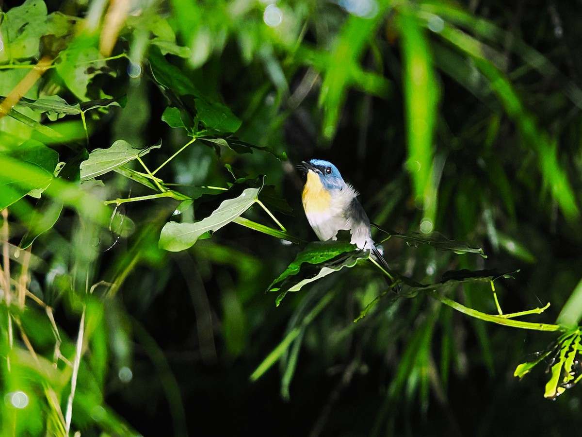 インドシナヒメアオヒタキ - ML644640973