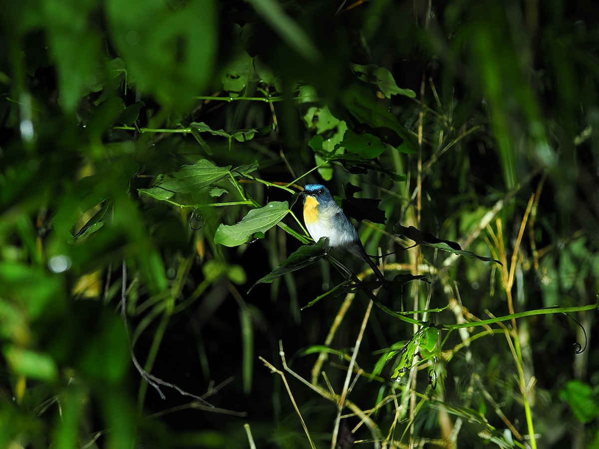 インドシナヒメアオヒタキ - ML644640974