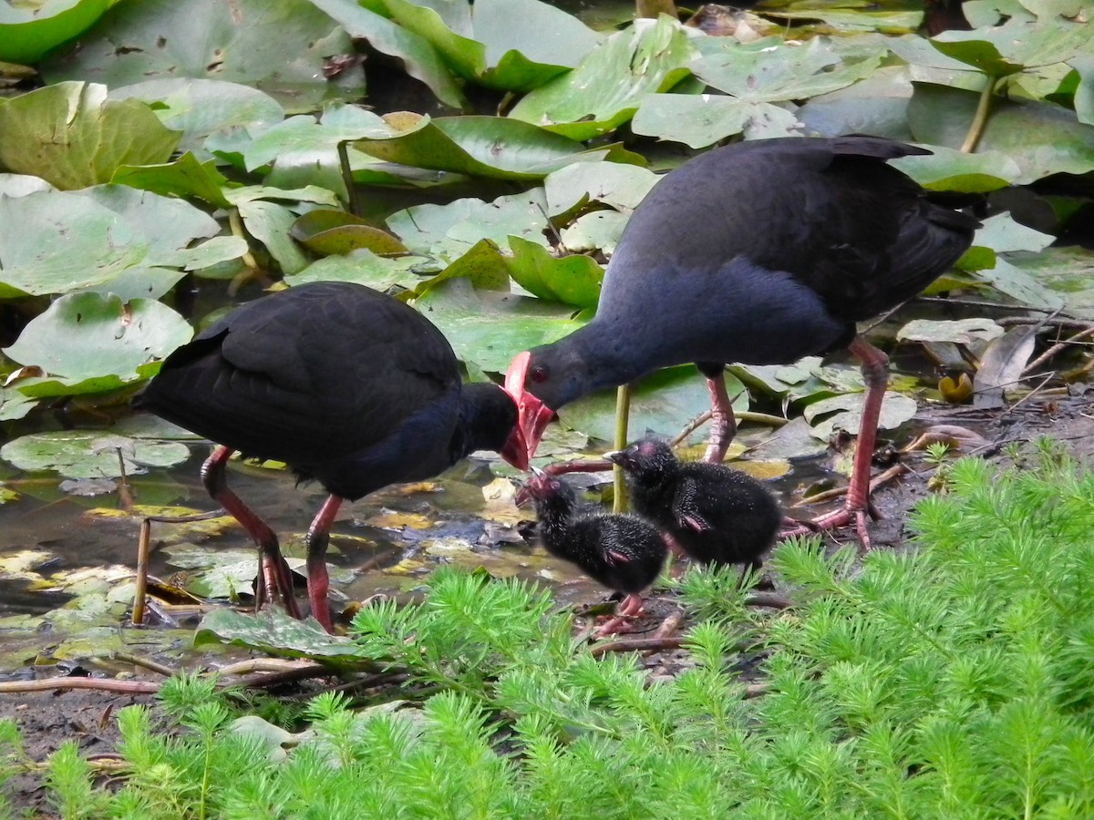 オーストラリアセイケイ - ML644640977