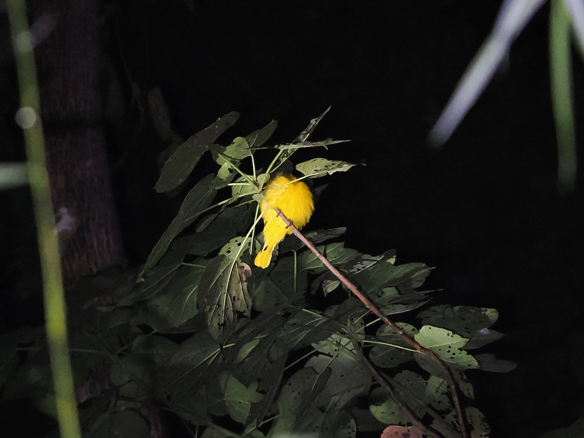 コウライウグイス - ML644640983