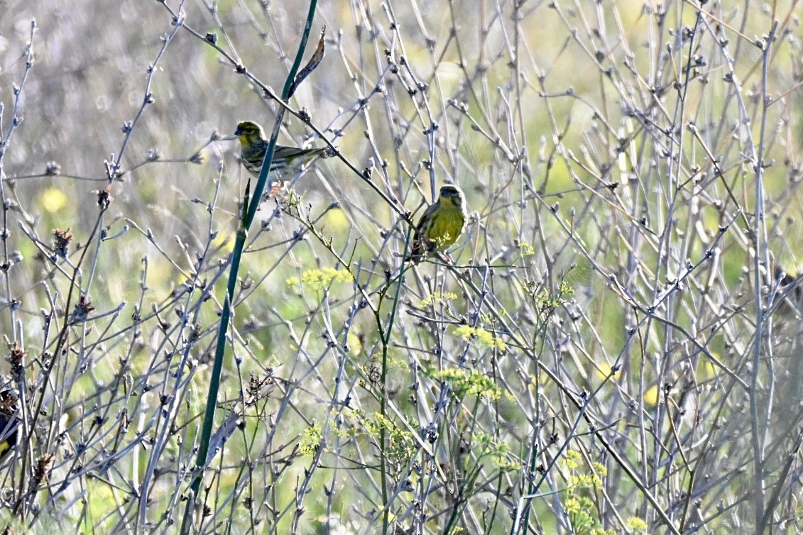 Girlitz - ML644640987