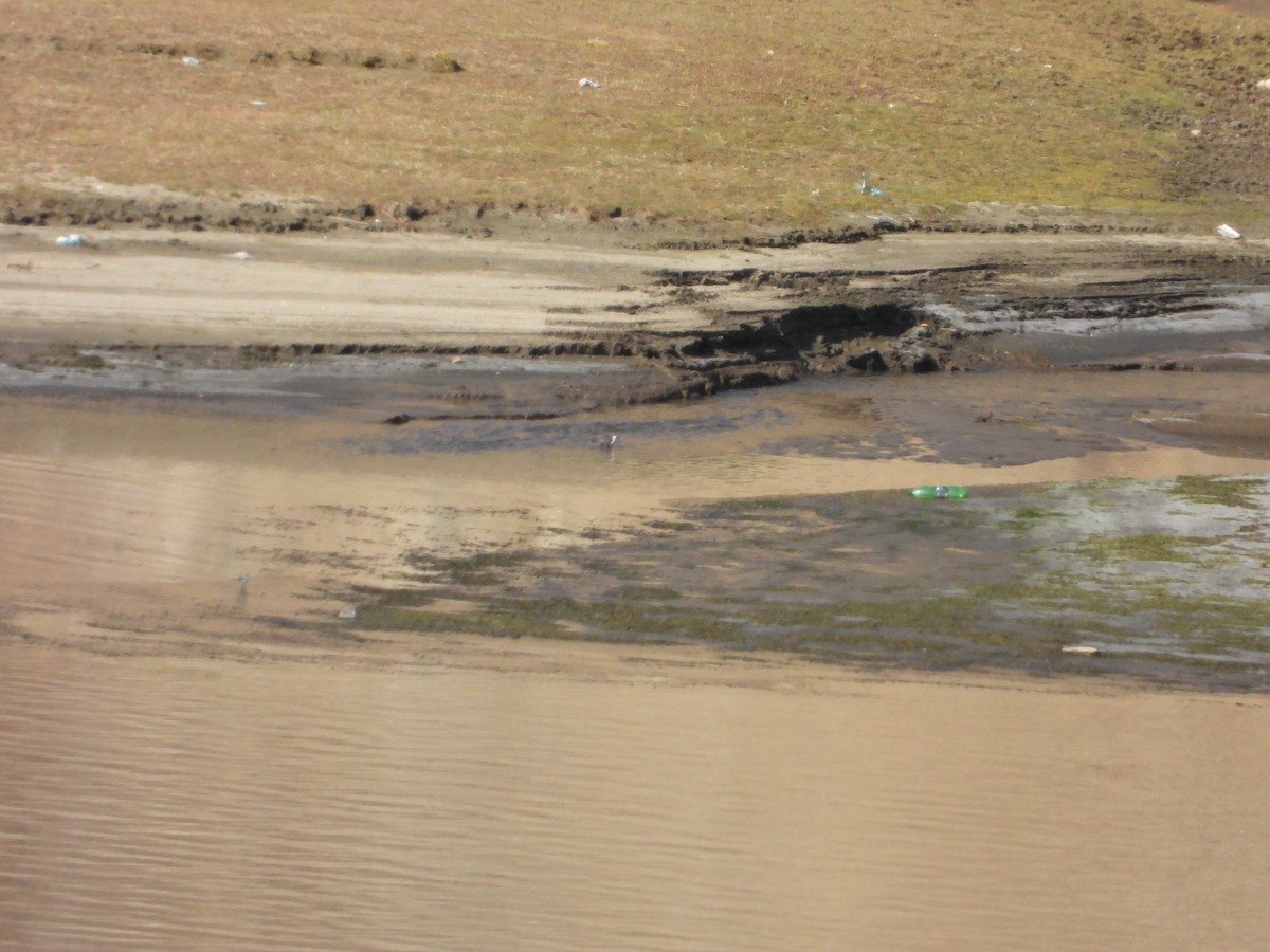 Пронурок біловолий - ML644640989