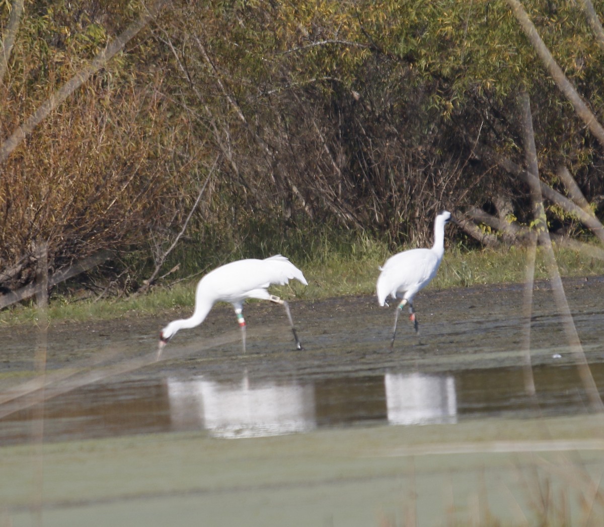 Grue blanche - ML644640991