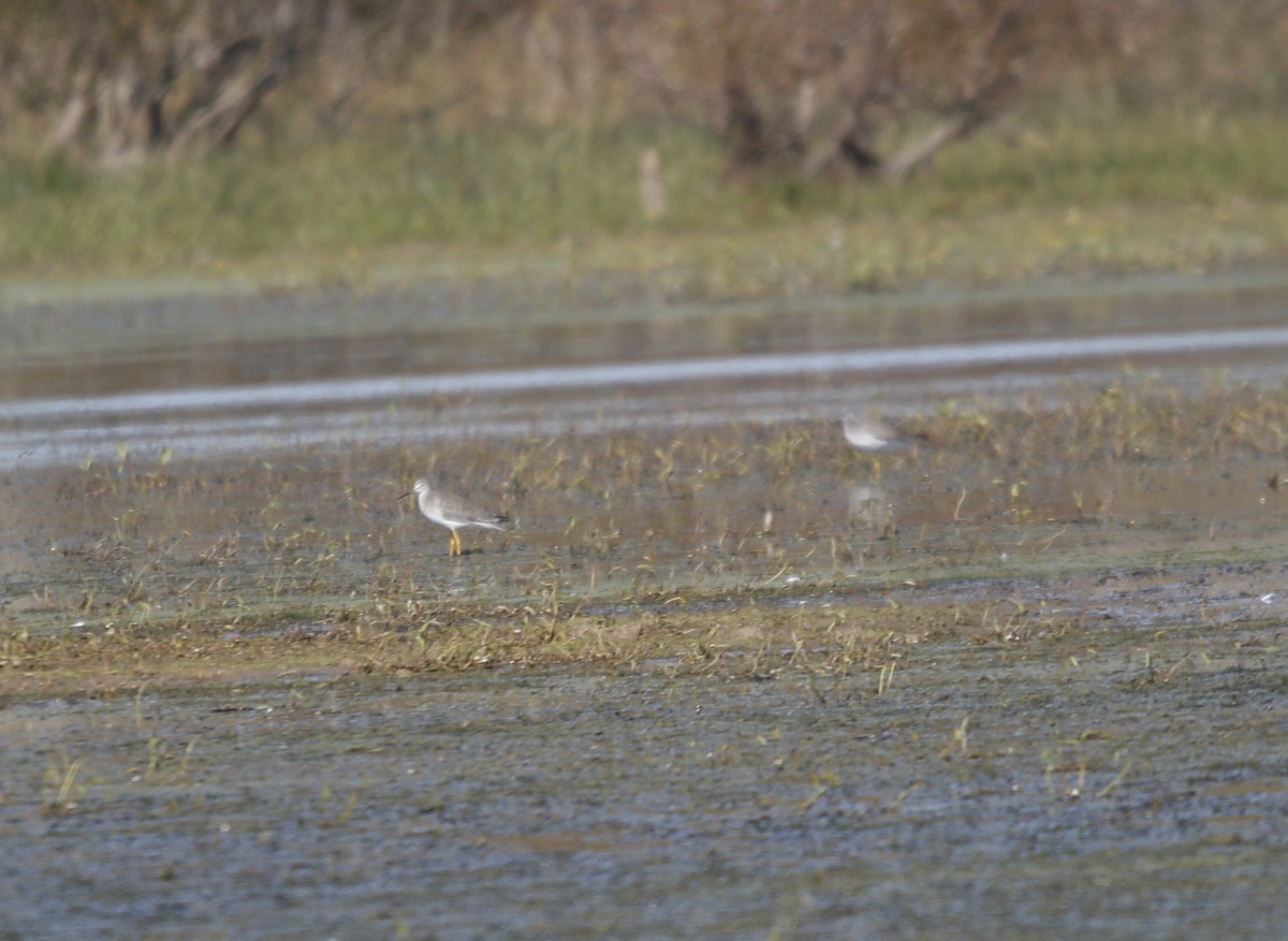 Greater Yellowlegs - ML644641000
