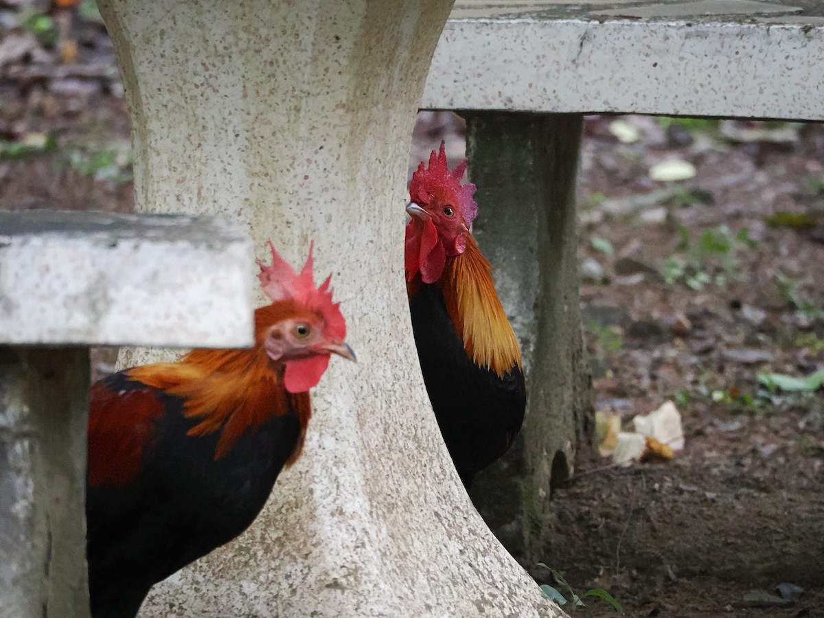 kur bankivský - ML644641002