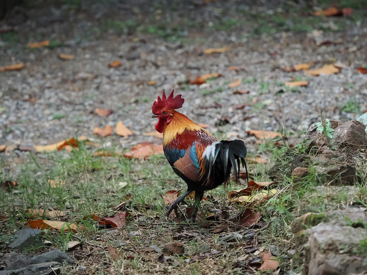 kur bankivský - ML644641003