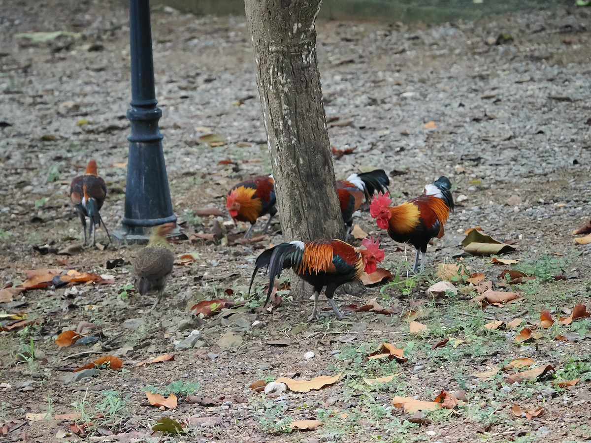 kur bankivský - ML644641004