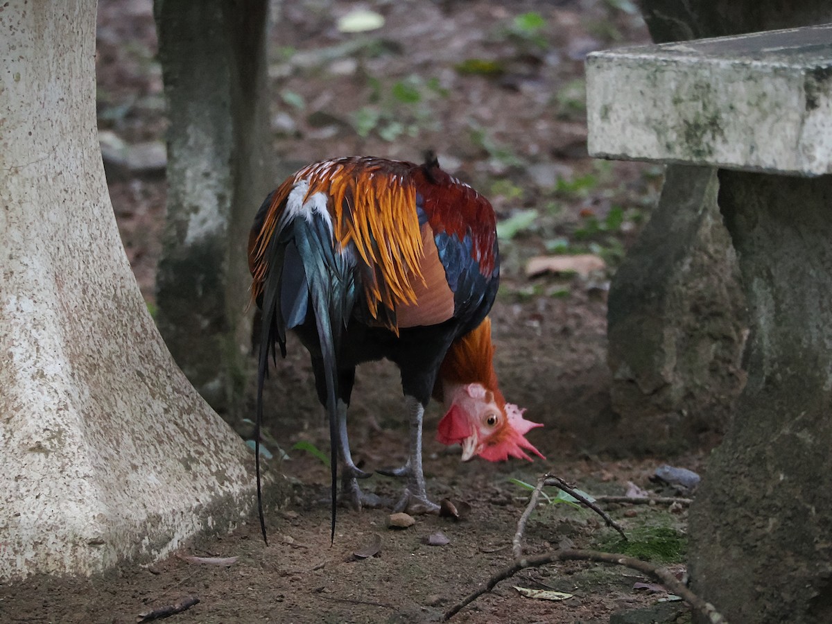 kur bankivský - ML644641005