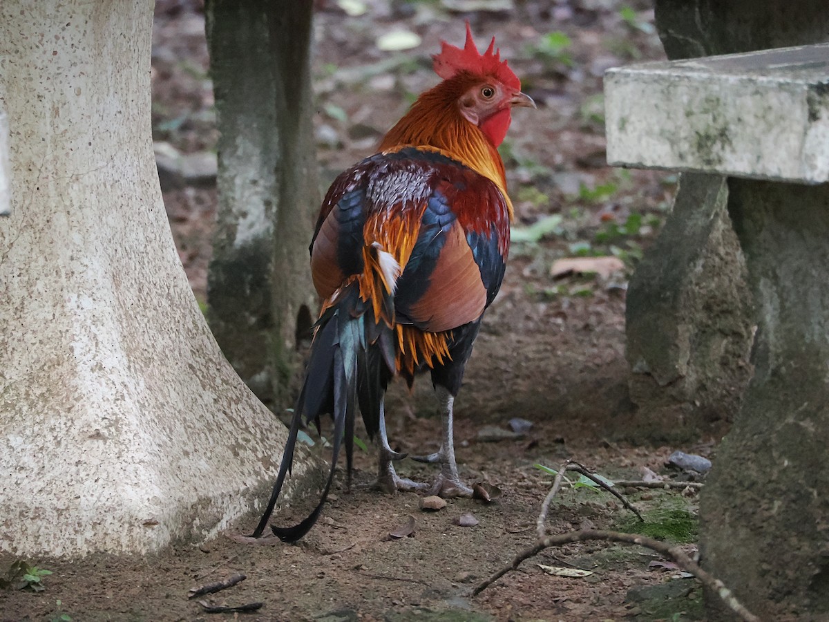 kur bankivský - ML644641006