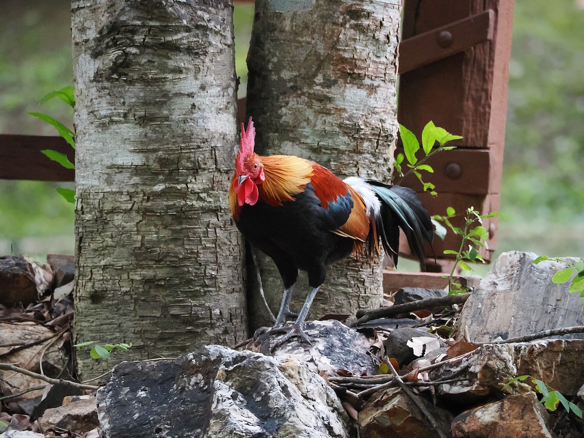 kur bankivský - ML644641007