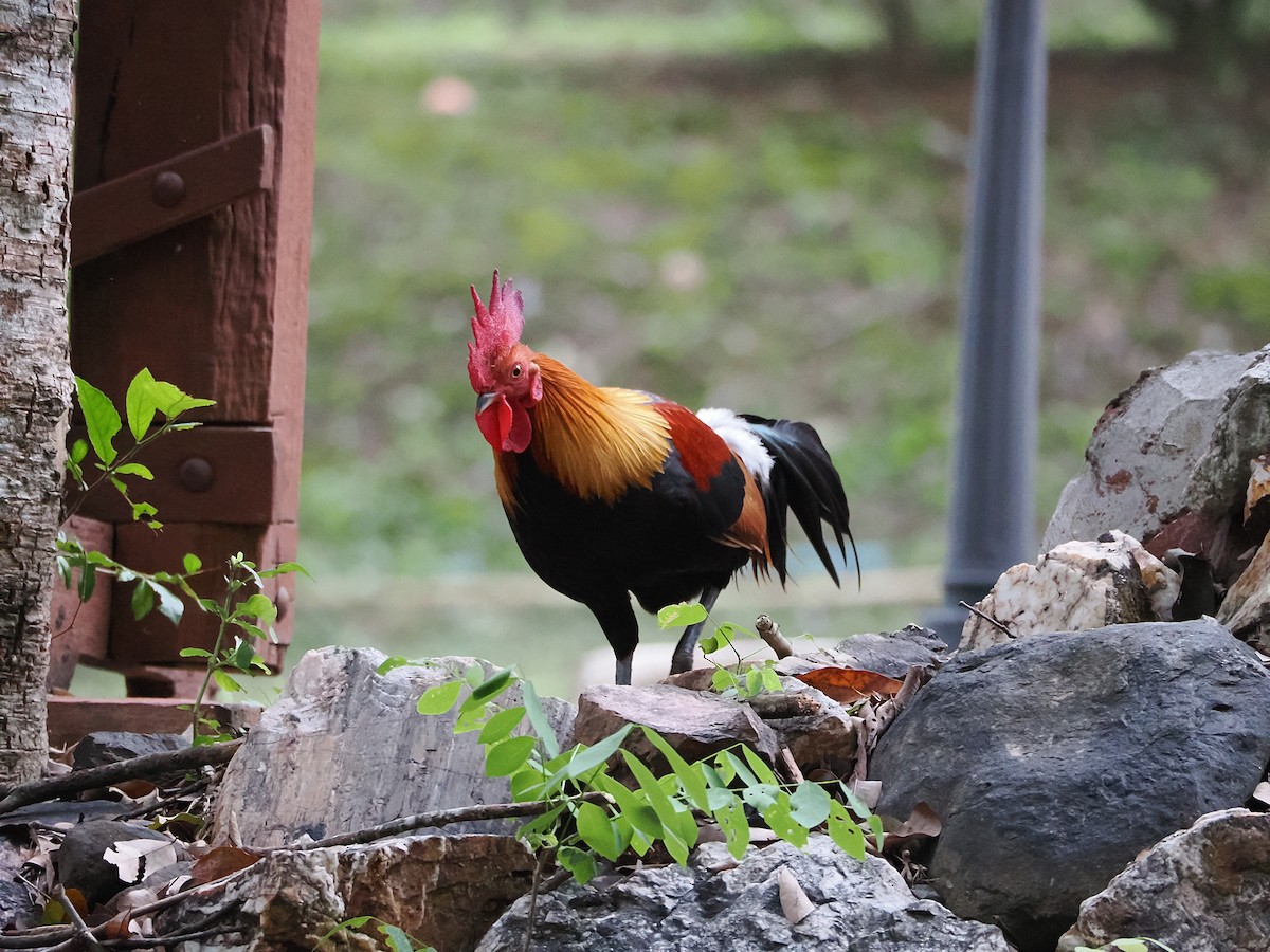 kur bankivský - ML644641008