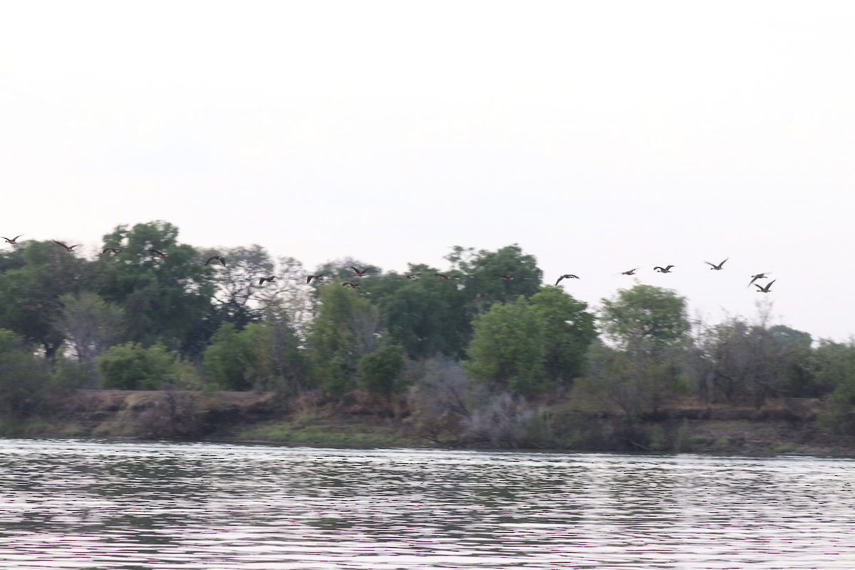 brunplystreand - ML644641012