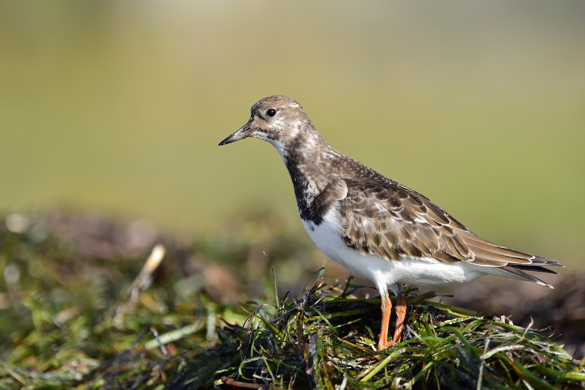 steinvender - ML644641013