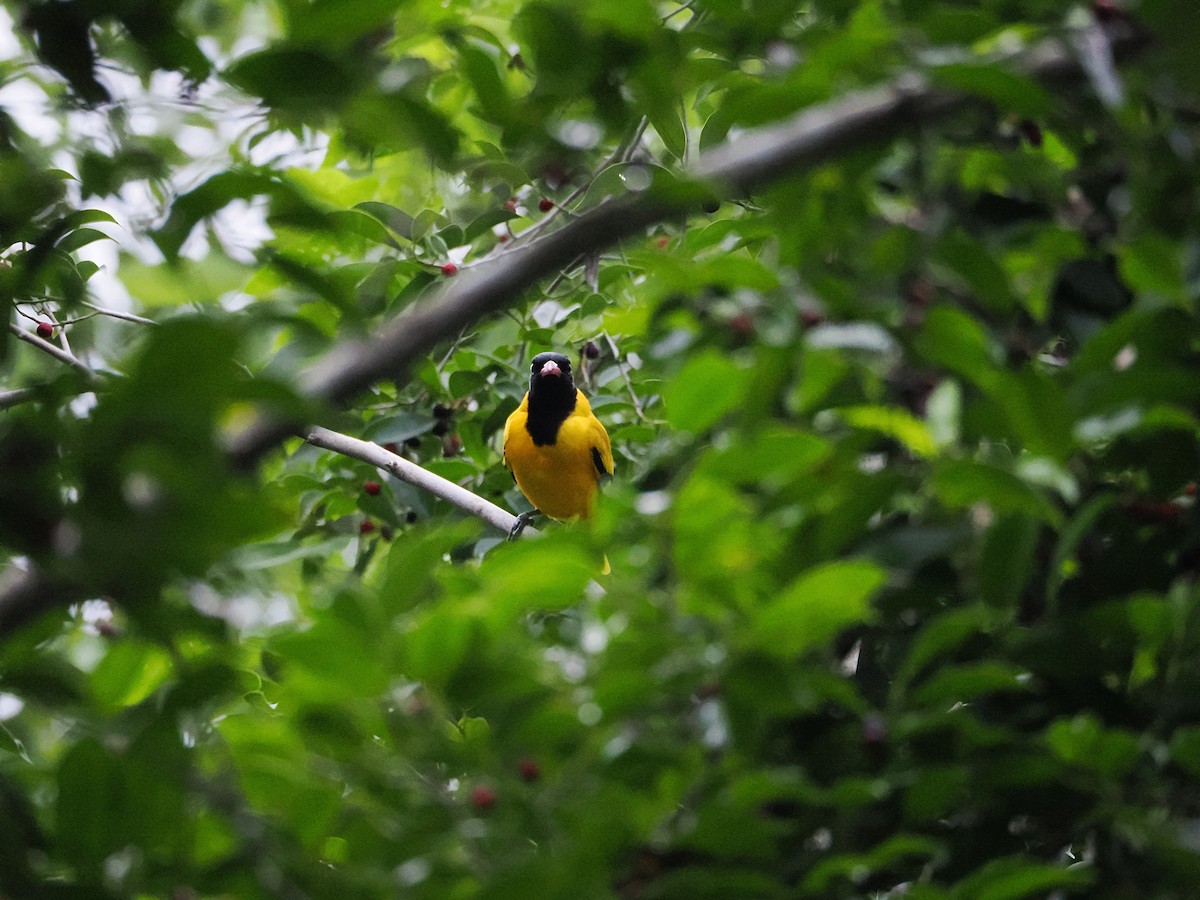 svarthettepirol - ML644641014