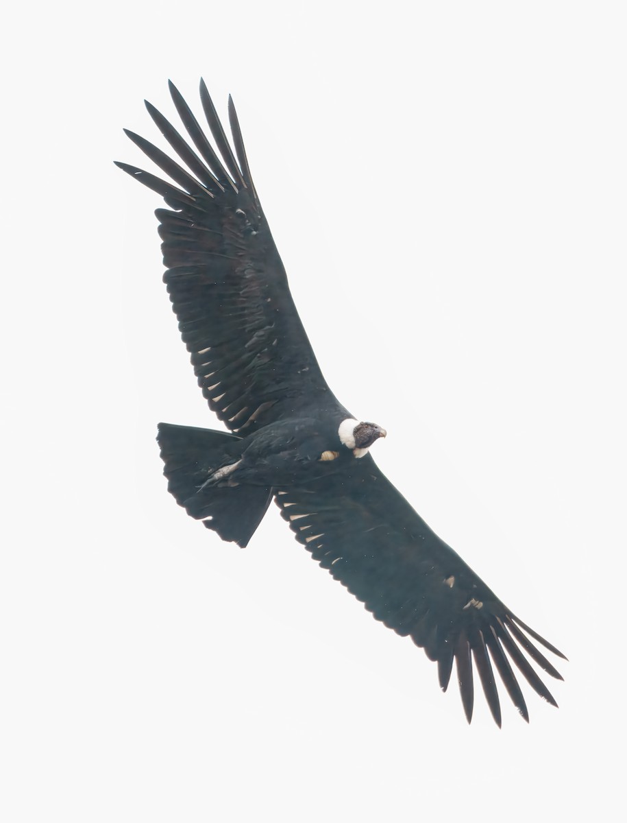 andeskondor - ML644641019