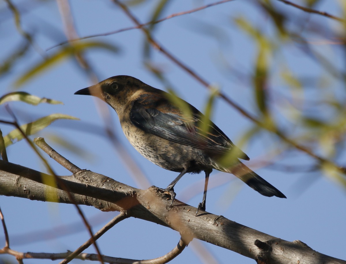 kanadatrupial - ML644641021