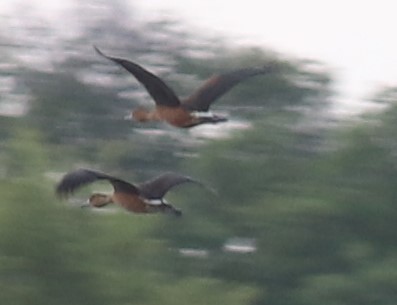 brunplystreand - ML644641022