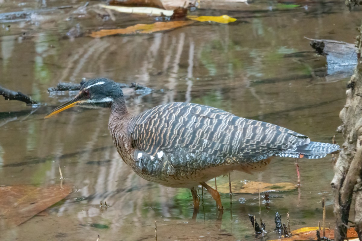 solrikse - ML644641023