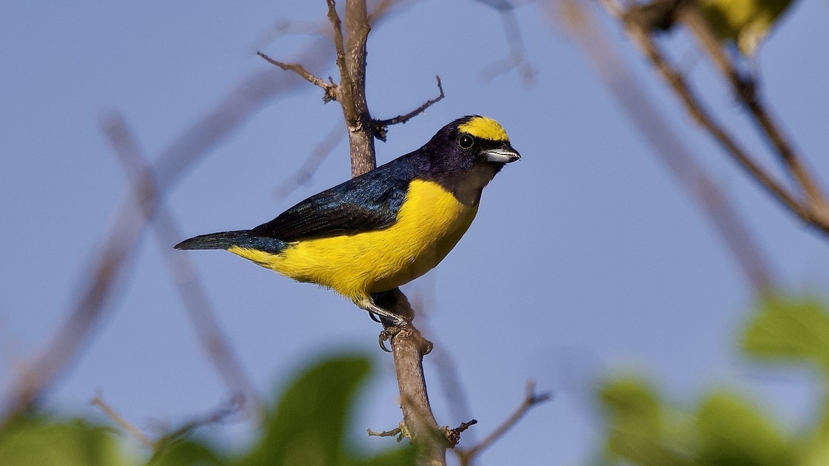 kratteufonia - ML644641024