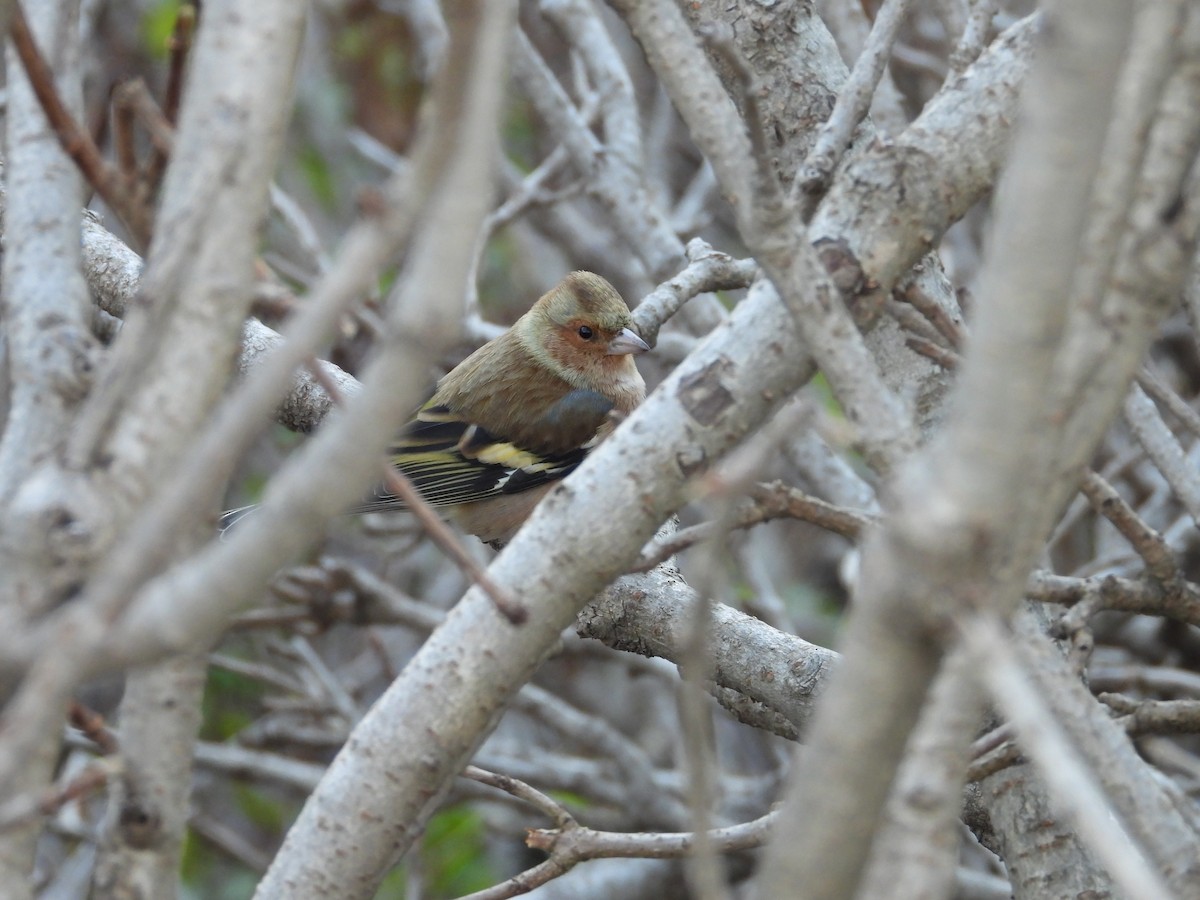 bokfink - ML644641025