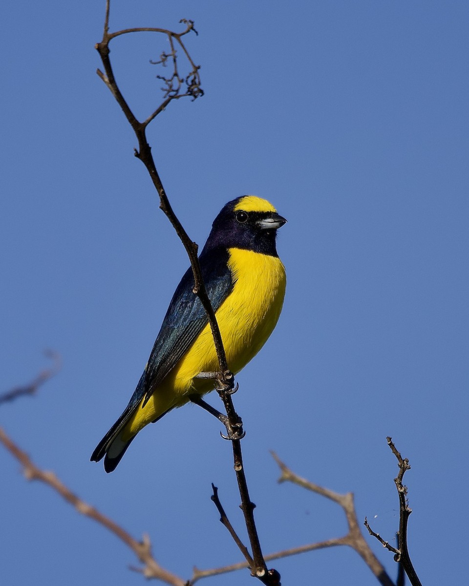 kratteufonia - ML644641026