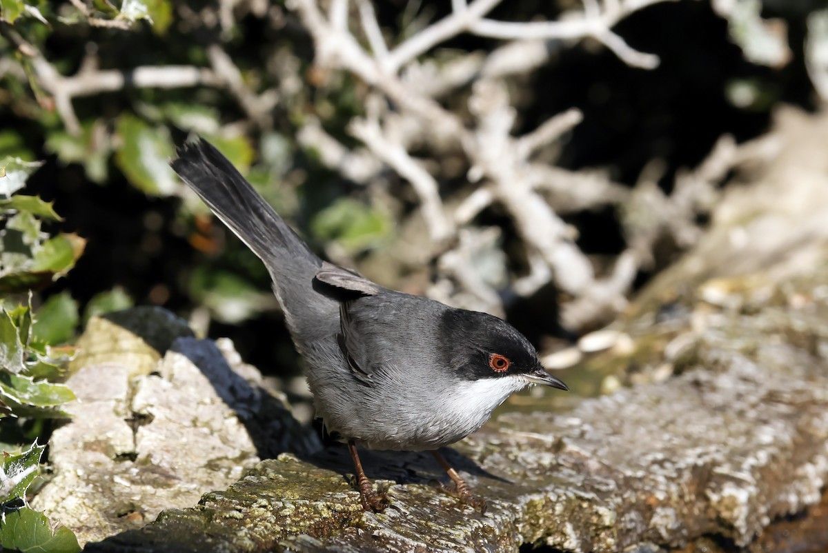 svarthodesanger - ML644641028