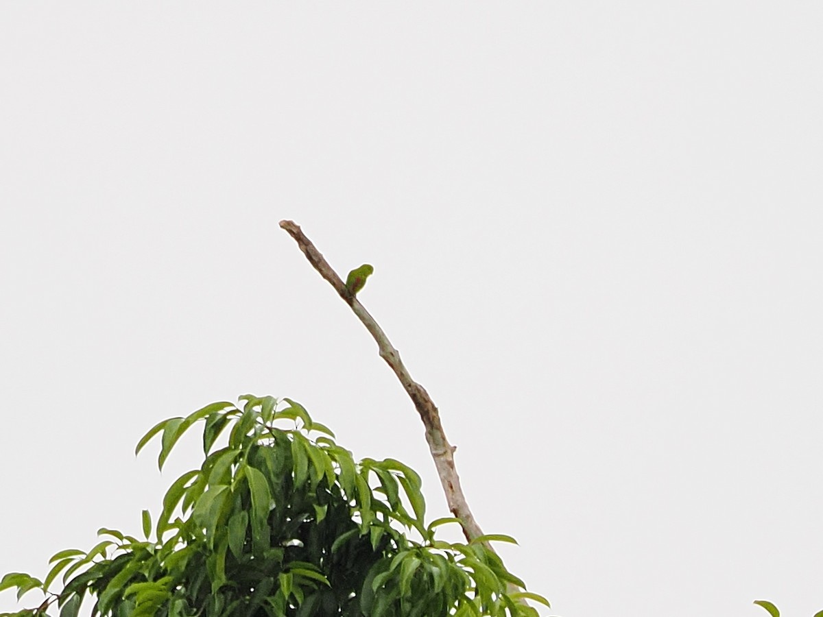 blåstrupehengepapitt - ML644641029