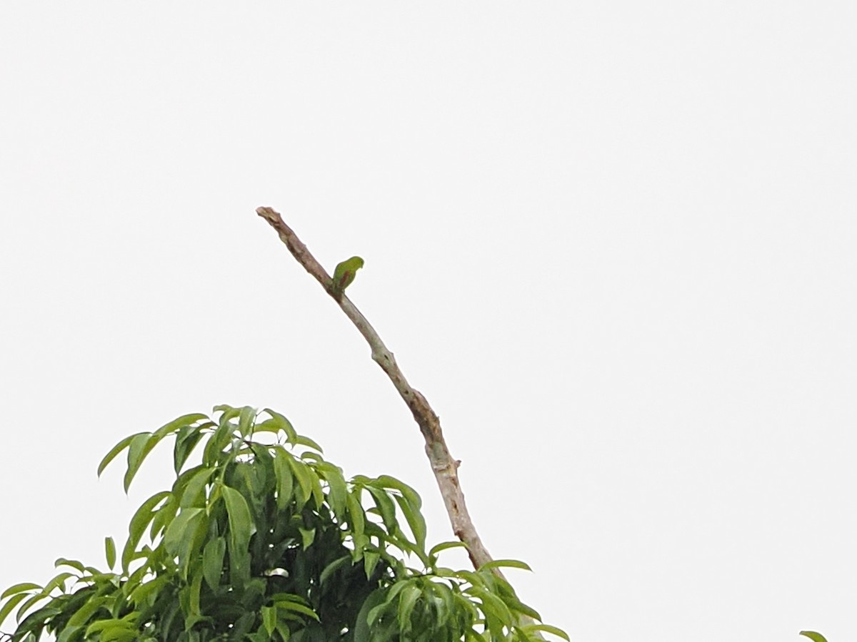 blåstrupehengepapitt - ML644641030