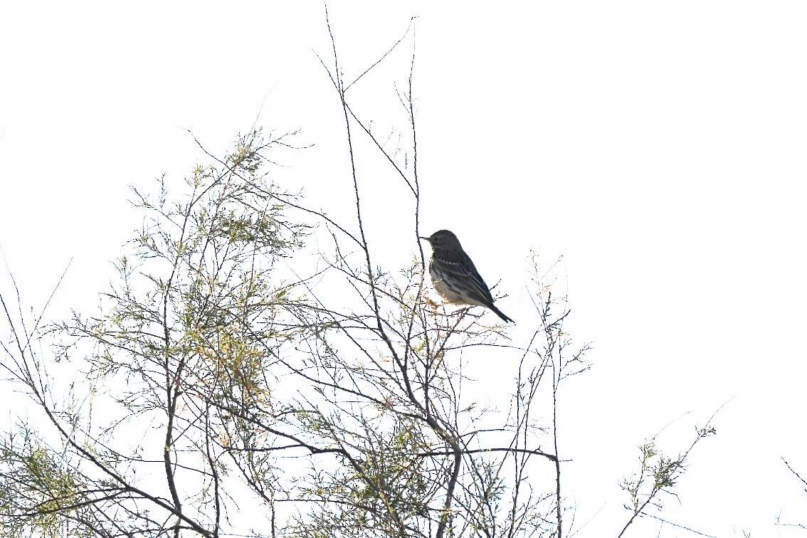 heipiplerke - ML644641031