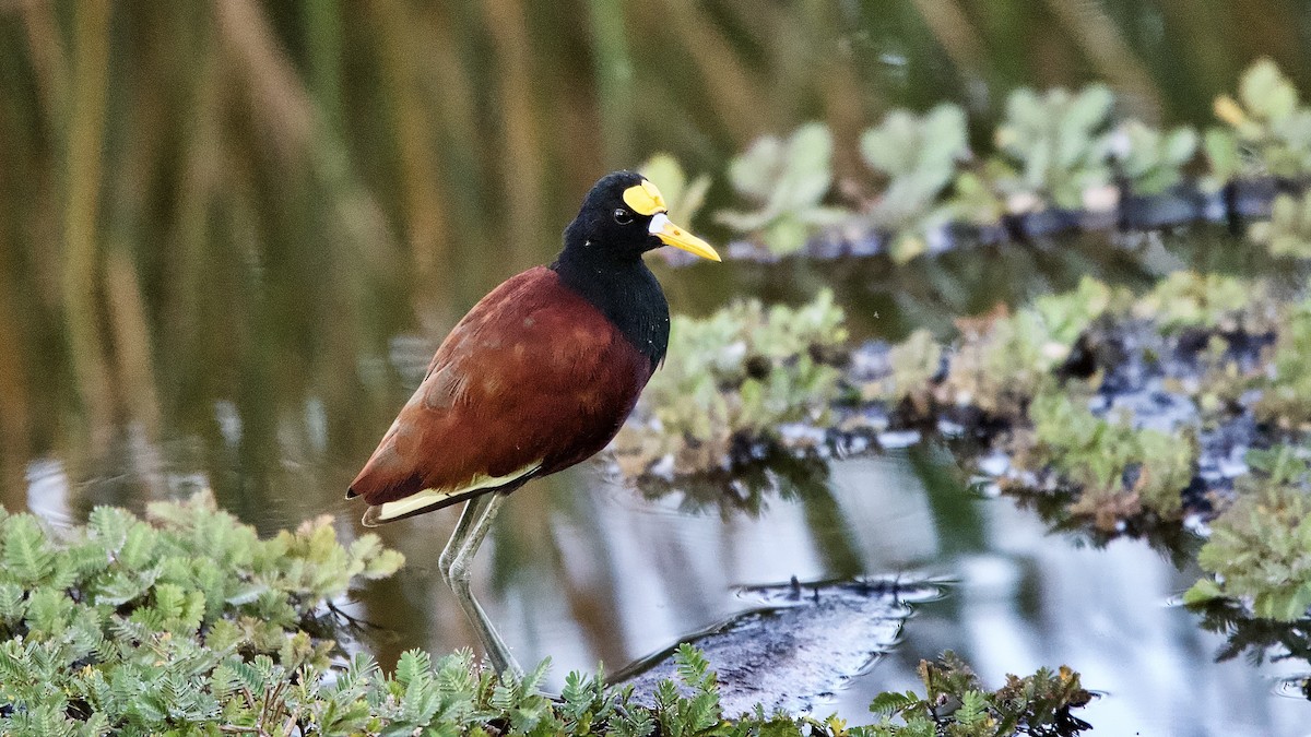 gulpannebladhøne - ML644641033