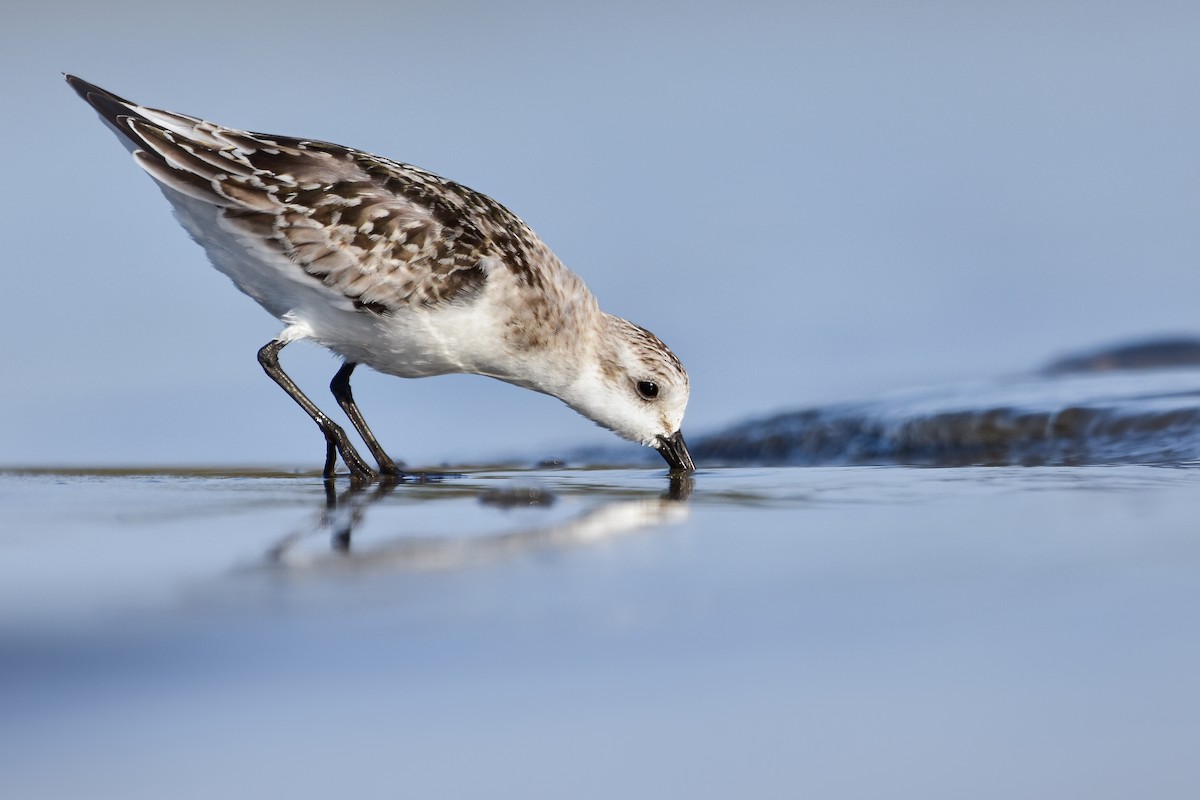 sandløper - ML644641034