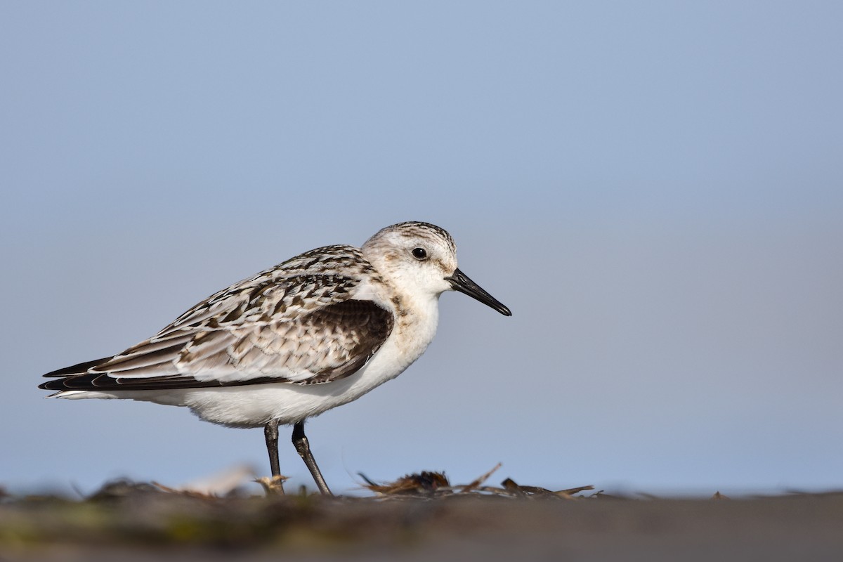 sandløper - ML644641035