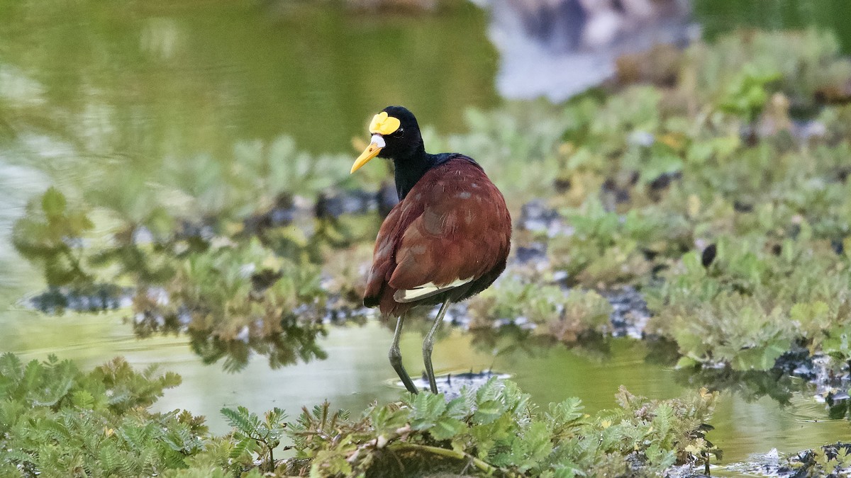 gulpannebladhøne - ML644641036