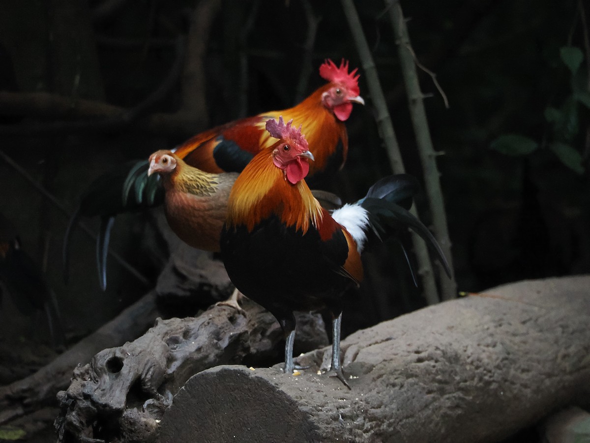 kur bankivský - ML644641037