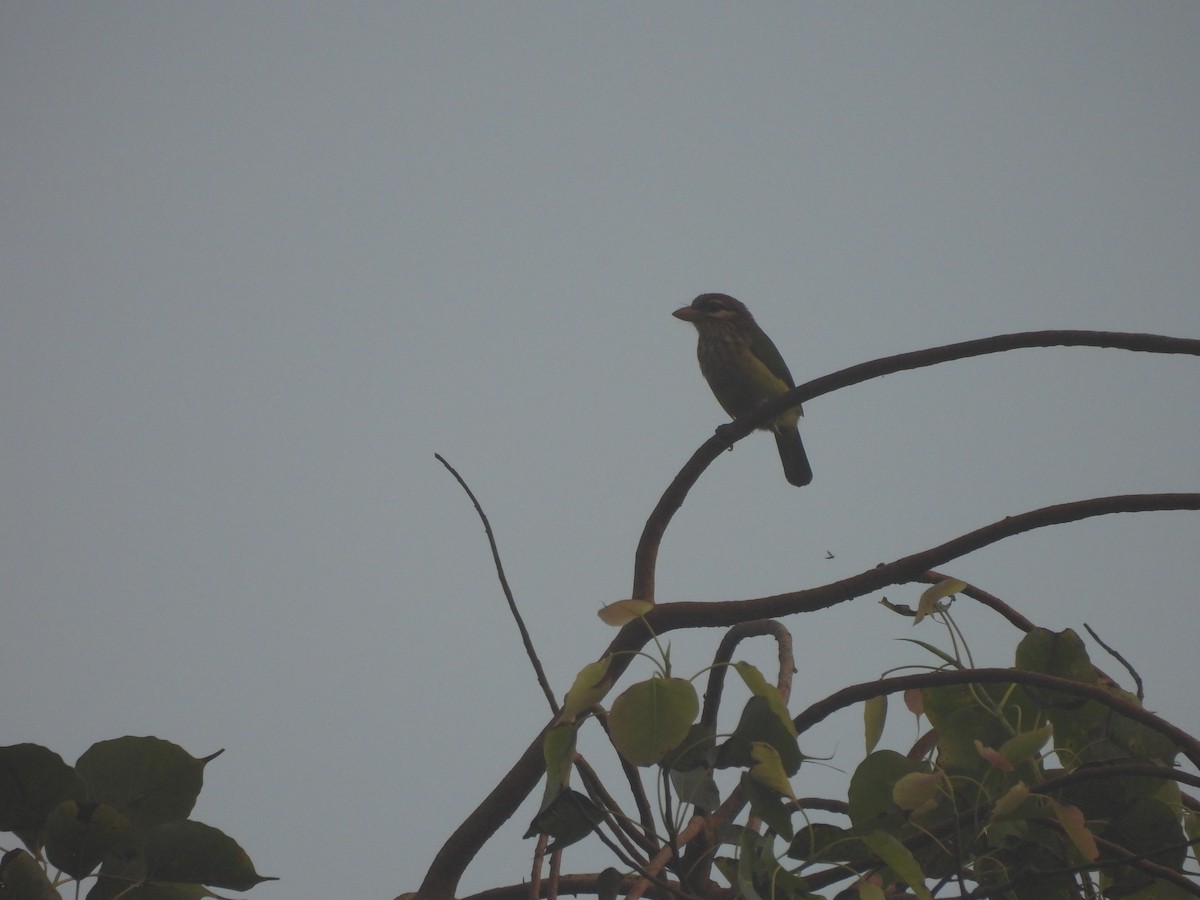 hvitkinnskjeggfugl - ML644641038