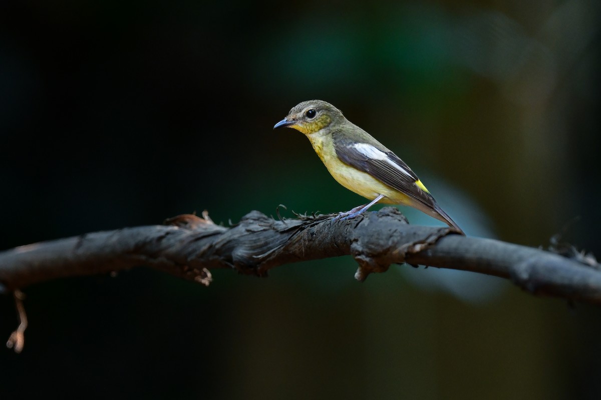 solfluesnapper - ML644641039