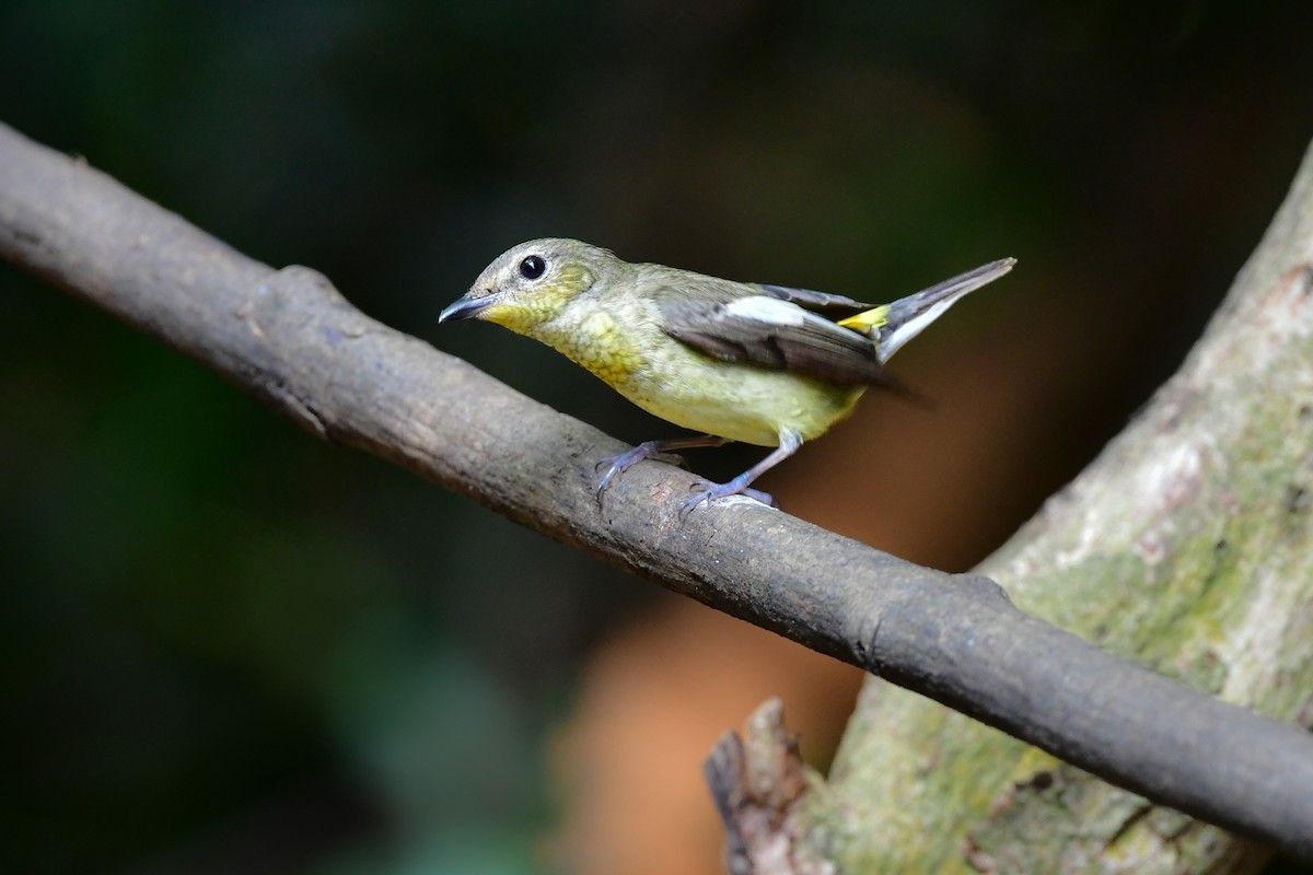 solfluesnapper - ML644641040