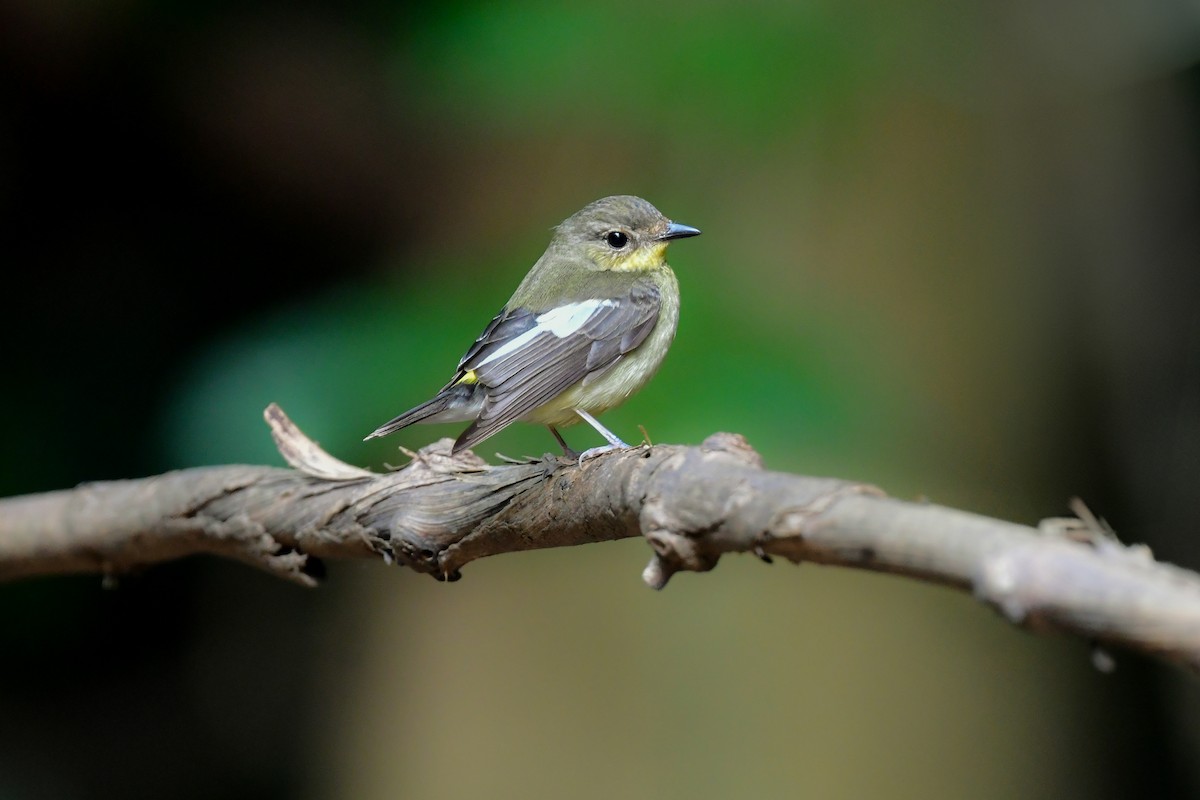 solfluesnapper - ML644641041