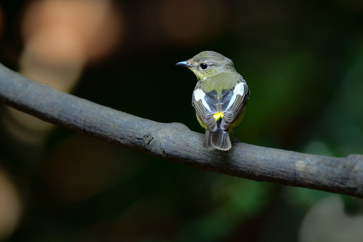 solfluesnapper - ML644641042