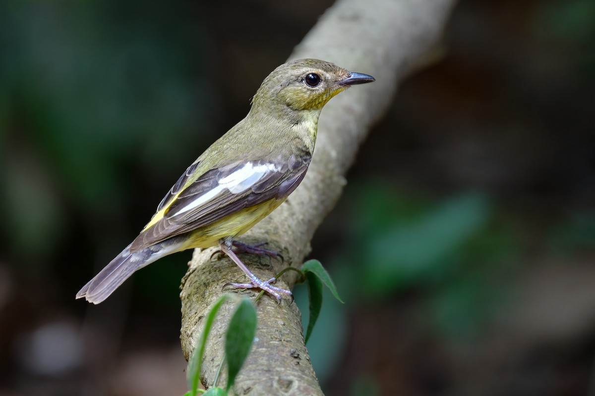 solfluesnapper - ML644641043