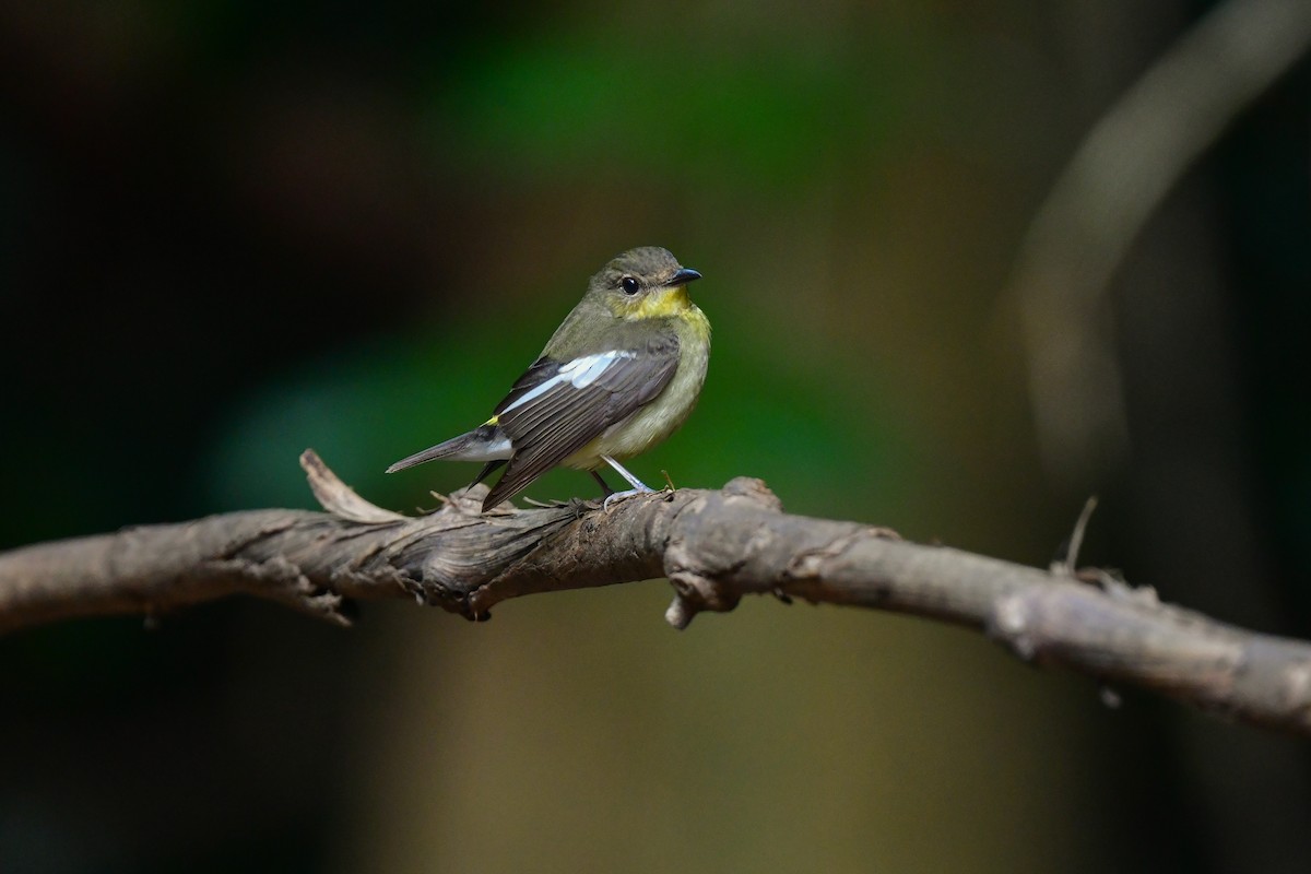 solfluesnapper - ML644641044