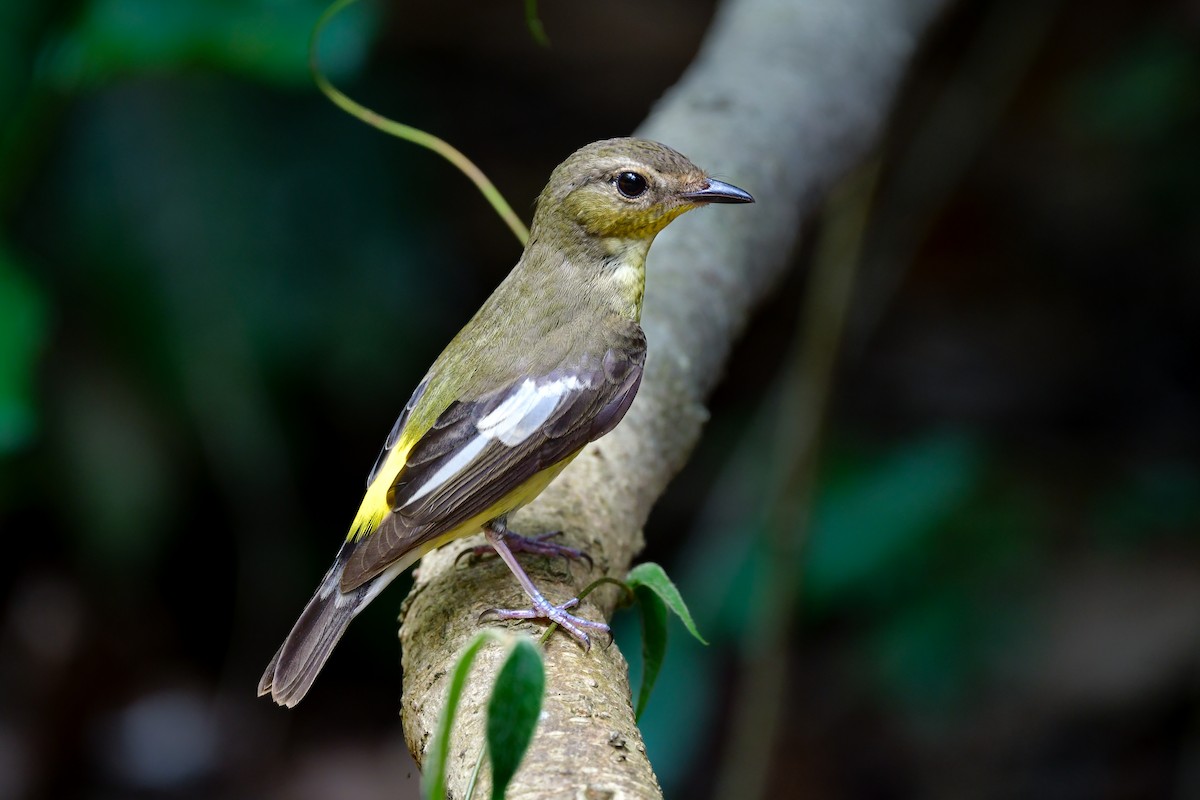 solfluesnapper - ML644641045