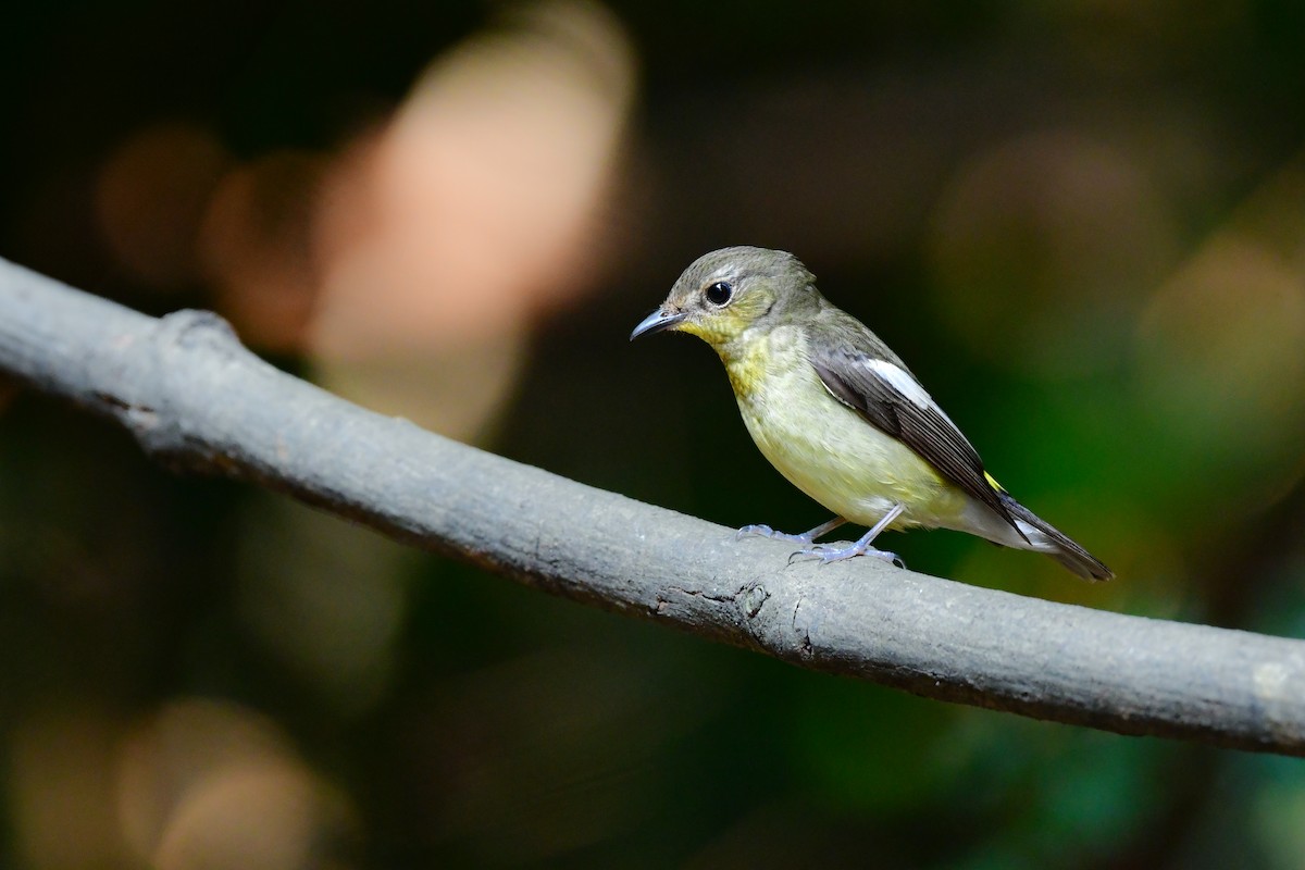 solfluesnapper - ML644641046