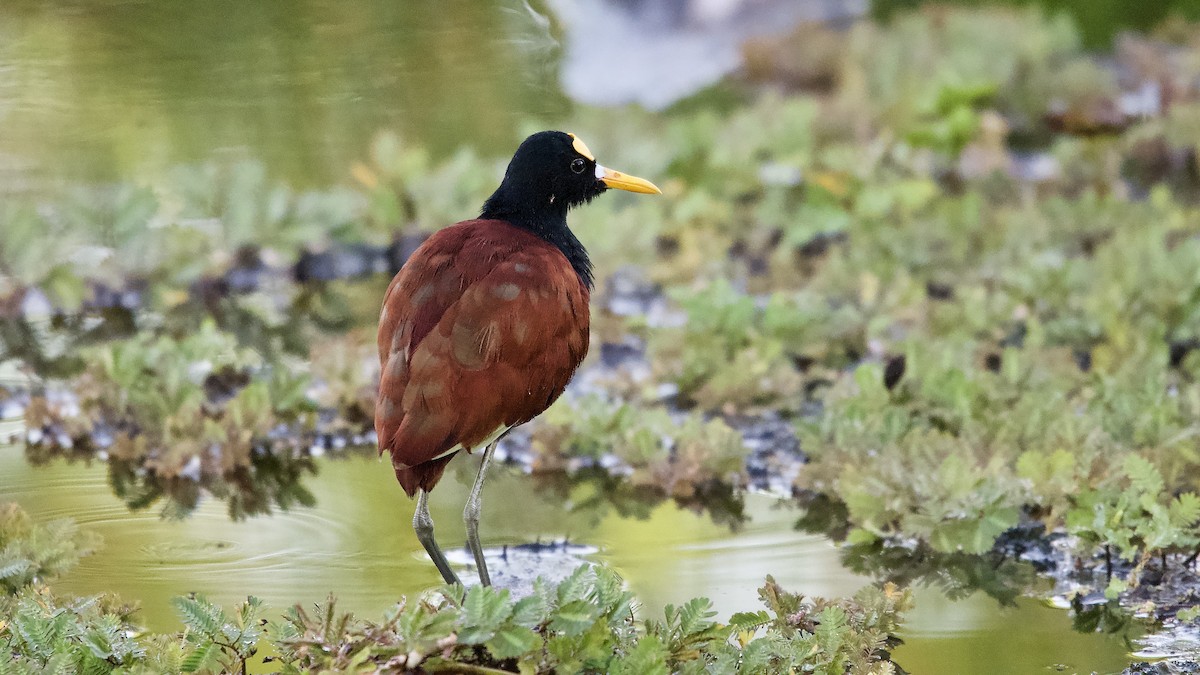 gulpannebladhøne - ML644641047