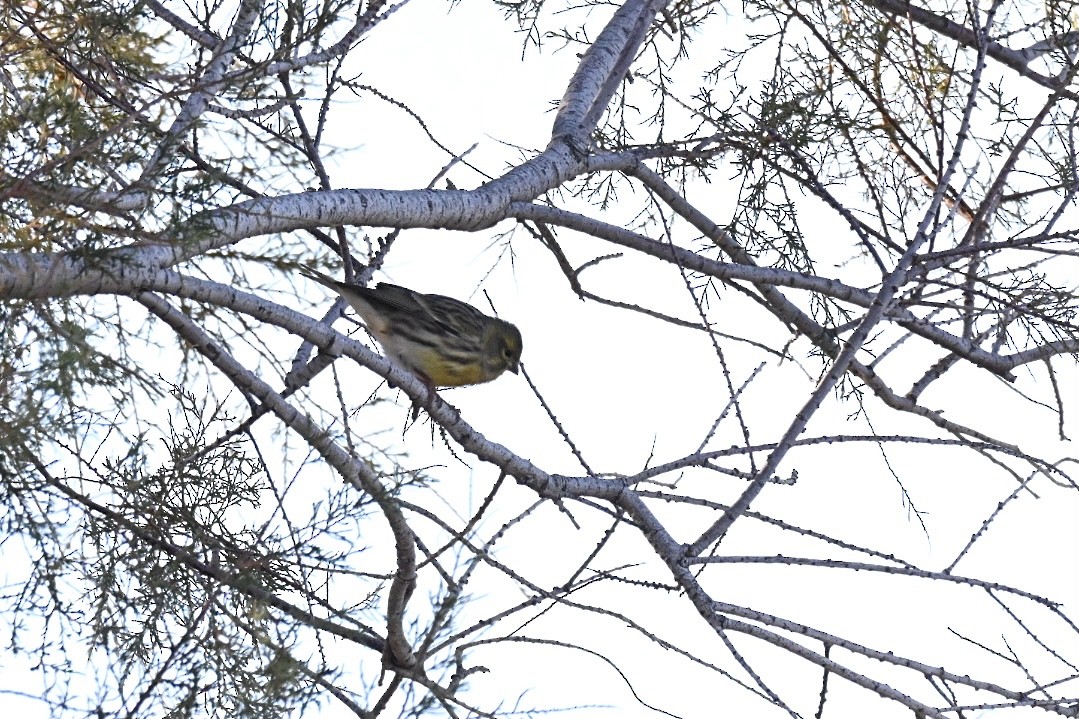 gulirisk - ML644641048