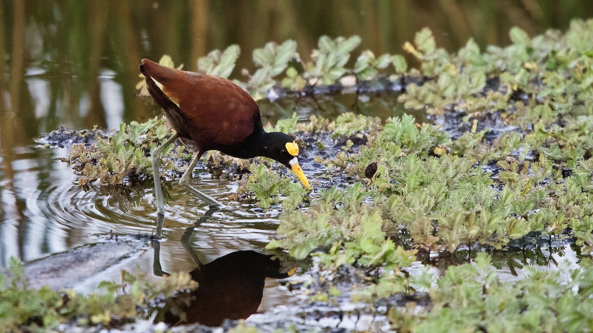 gulpannebladhøne - ML644641049