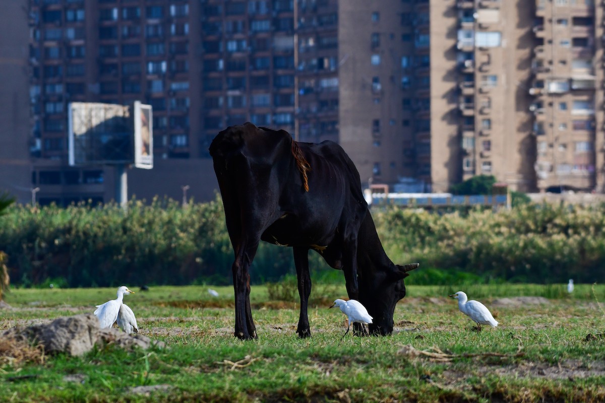 Western Cattle-Egret - ML644641050