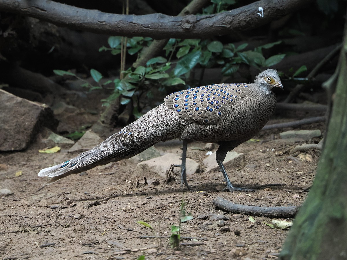 Indochina-Pfaufasan - ML644641051