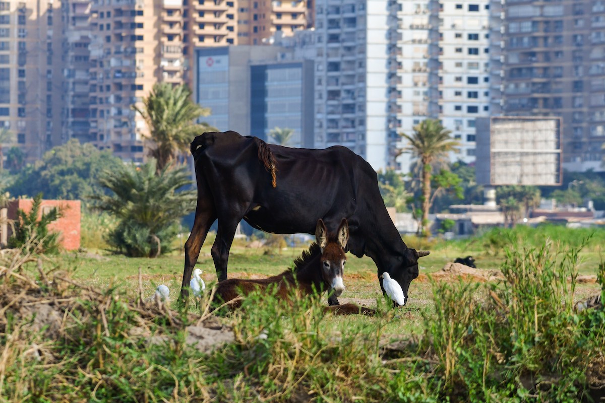 Western Cattle-Egret - ML644641052