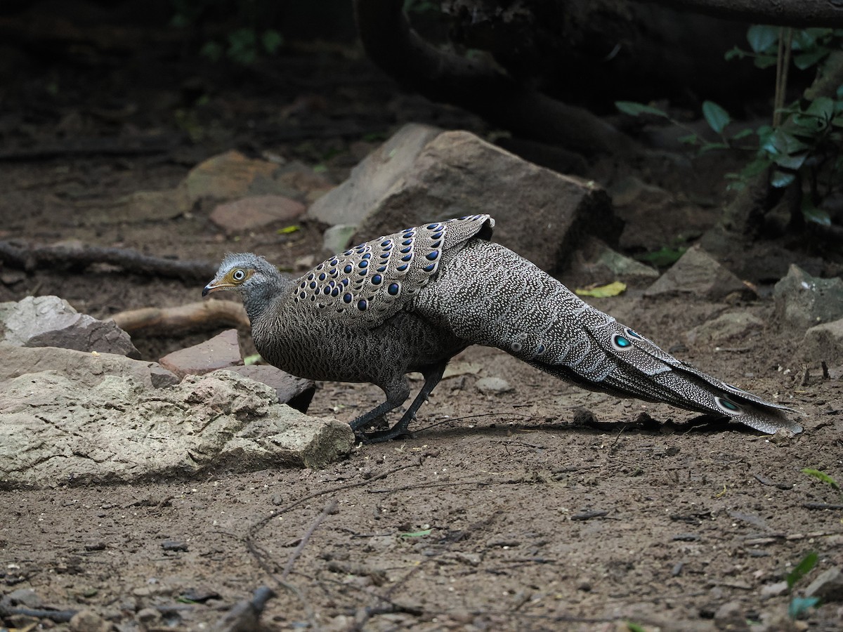 Indochina-Pfaufasan - ML644641053